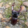 LUCANE MÂLE. Sur un chemin au printemp dit aussi cerf-volant. LOLA et MALO